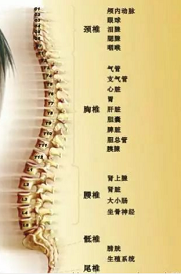“身子骨”超声草莓视频黄色成人仪测量仪防病祛病关键的切入点在于“养骨”